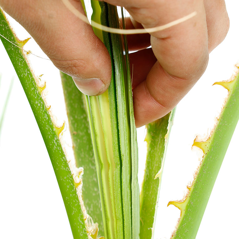 Washingtonia neues Blatt