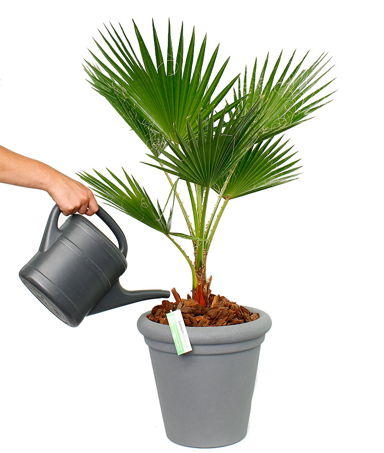 Washingtonia gießen