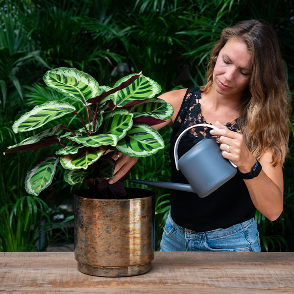 Calathea Pflanzennahrung geben Calathea Pflanzennahrung geben