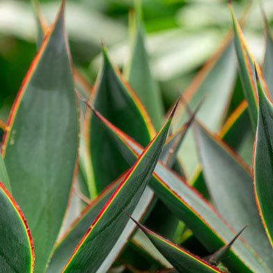 Agave sukkulent kaufen