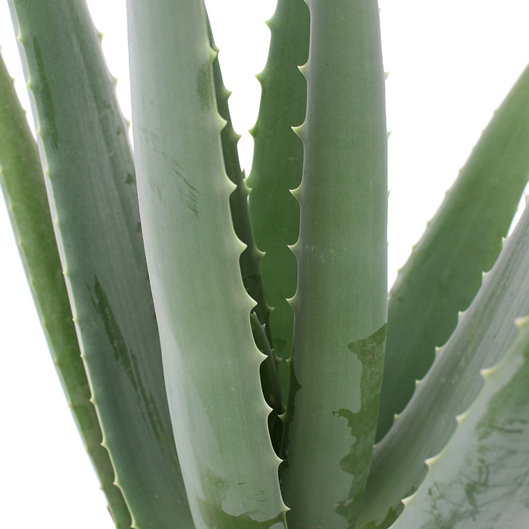 Aloe Vera kaufen? - 123zimmerpflanzen