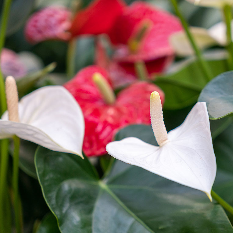 Anthurium kaufen