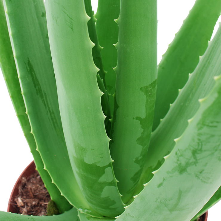 Aloe Vera kaufen Aloe Vera kaufen