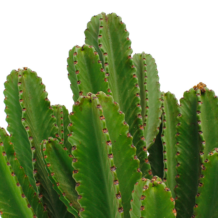 Euphorbia kaufen Euphorbia kaufen