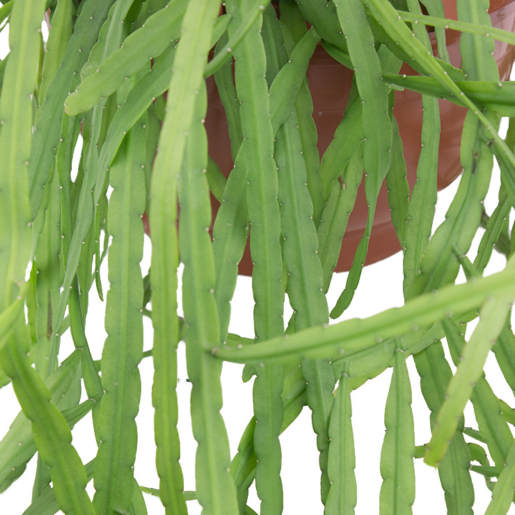 Rhipsalis kaufen Rhipsalis kaufen