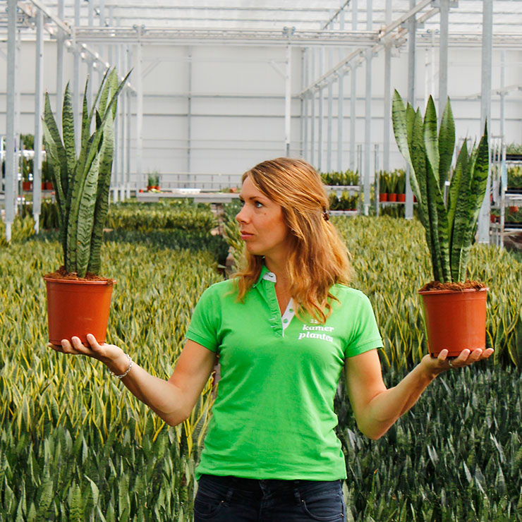 Sansevieria kaufen Sansevieria kaufen