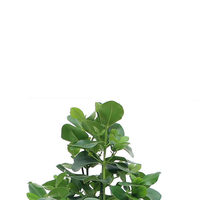 Zimmerpflanzen 90 - 120 cm Zimmerpflanzen 90 - 120 cm