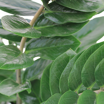 Pflegeleichte Zimmerpflanzen Zamioculcas 