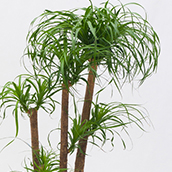 Paradiesvogelblume kaufen Paradiesvogelblume kaufen