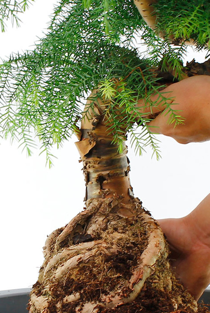 Araucaria Cunninghamii bonsai