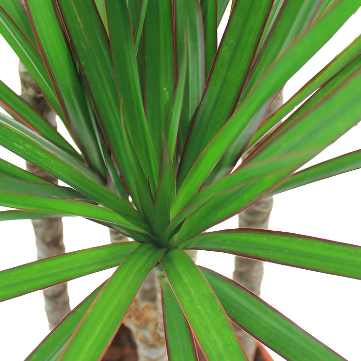 Dracaena kaufen Dracaena kaufen
