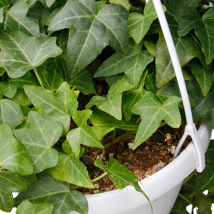 Hedera kaufen Hedera kaufen
