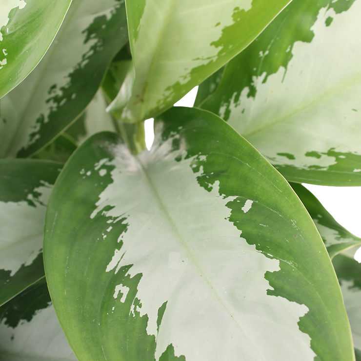 Robuste Aglaonema kaufen Robuste Aglaonema kaufen