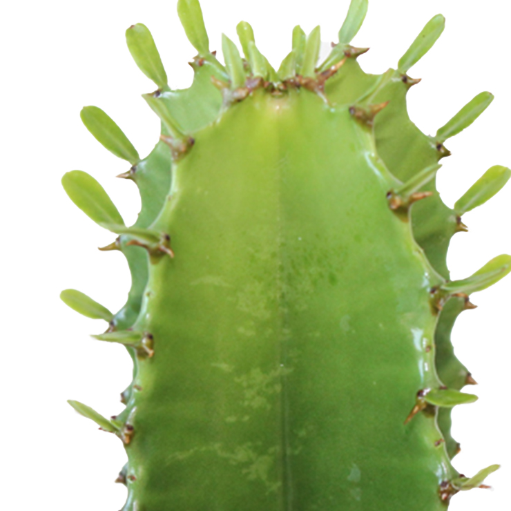 robuste Kaktus kaufen robuste Kaktus kaufen