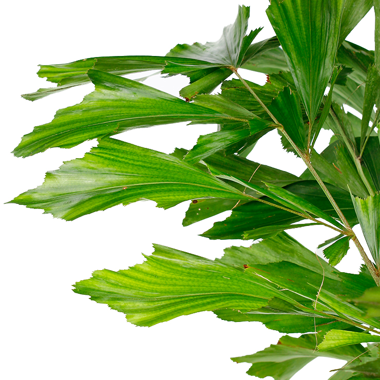 Fischschwanzpalme für schatten kaufen Fischschwanzpalme für schatten kaufen