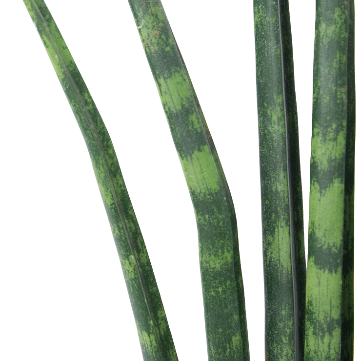 Sansevieria für schatten kaufen Sansevieria für schatten kaufen