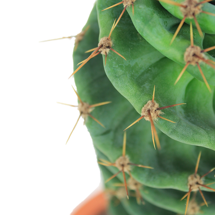 Kaktus Zimmerpflanze für in die volle Sonne