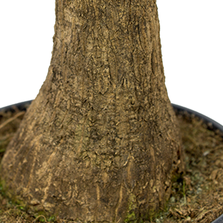 Beaucarnea kaufen Beaucarnea kaufen