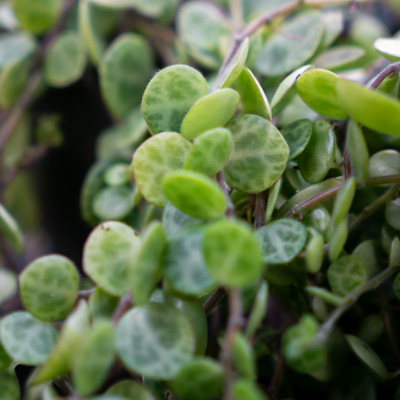 Peperomia Prostrata