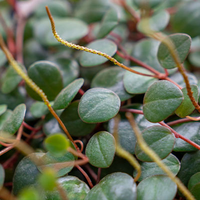 Peperomia Pepperspot