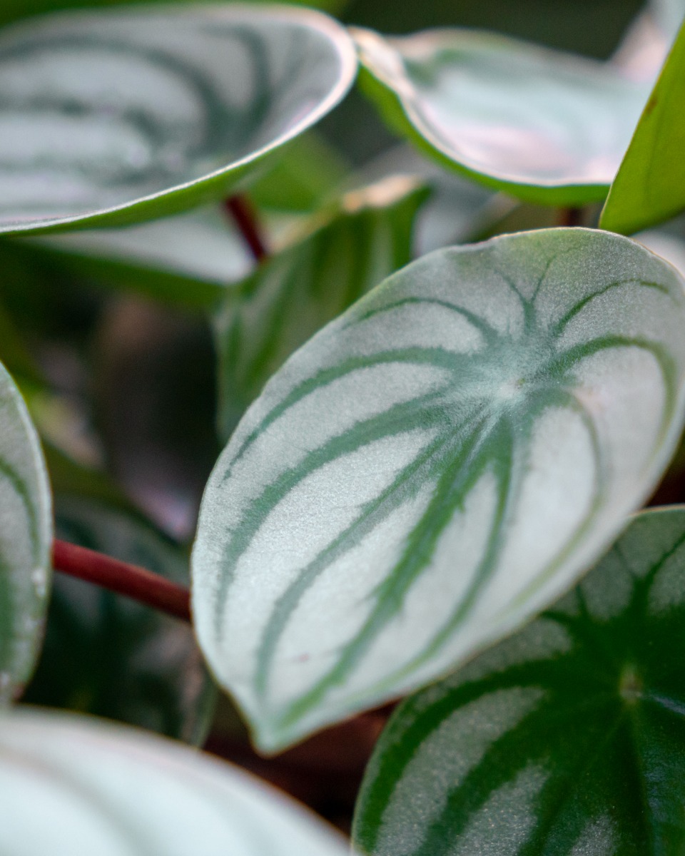 Robuste Peperomia kaufen