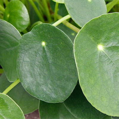 Pilea kaufen