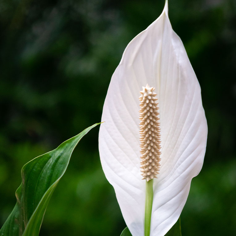 Spathiphyllum kaufen