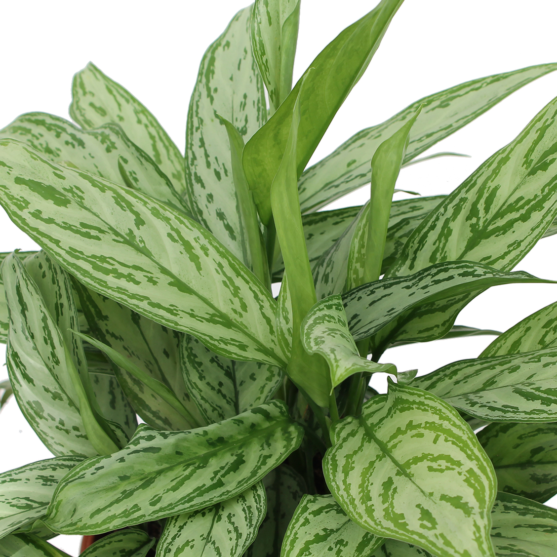 Kolbenfaden (Aglaonema) kaufen? 123zimmerpflanzen