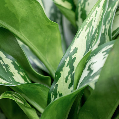 Aglaonema Maria kaufen?