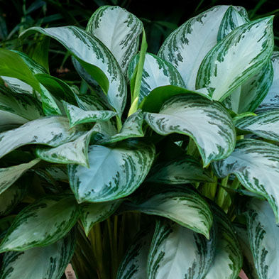 Aglaonema für schatten kaufen