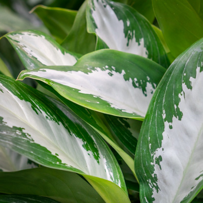 Aglaonema Silver kaufen