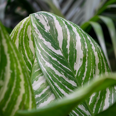 Aglaonema Stripes kaufen