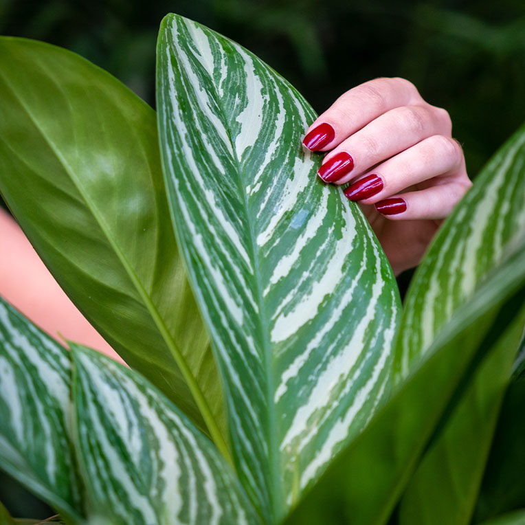 Aglaonema kaufen