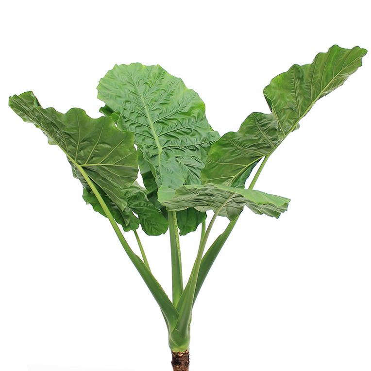 Elefantenohr (Alocasia) kaufen? 123zimmerpflanzen
