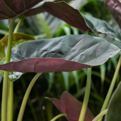 Alocasia Wentii