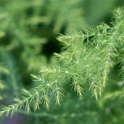 Asparagus kaufen