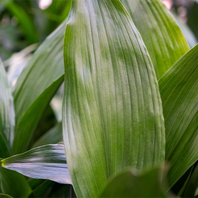 Aspidistra kaufen?