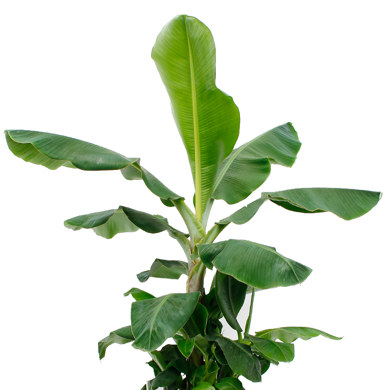 Bananenpflanze (Musa) kaufen? 123zimmerpflanzen