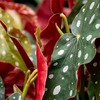 Begonia kaufen?