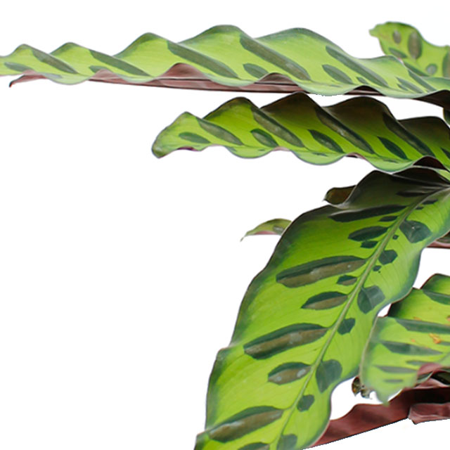 Calathea Insignis