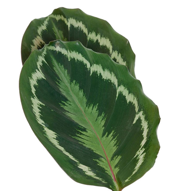 Calathea Medaillon