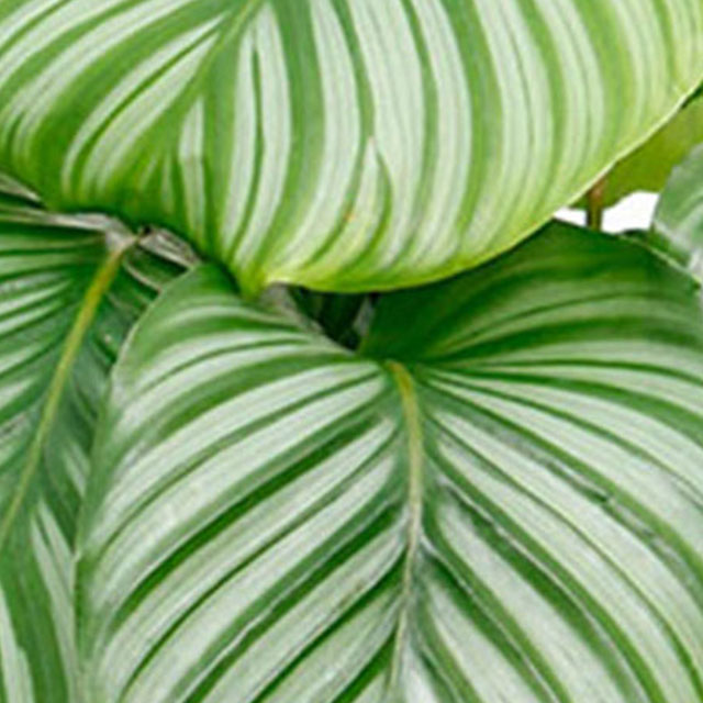 Calathea Orbifolia