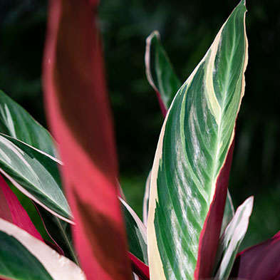 Calathea kaufen