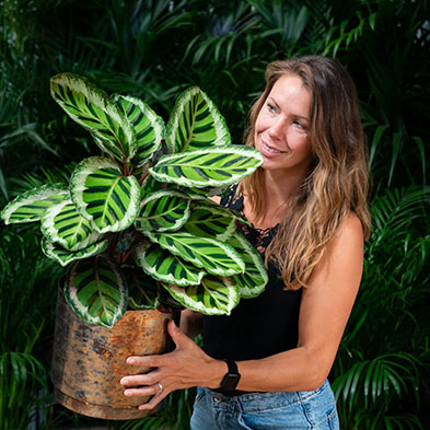 Calathea für schatten kaufen