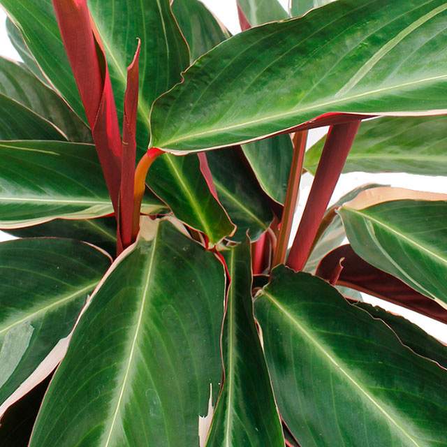 Calathea Triostar kaufen?