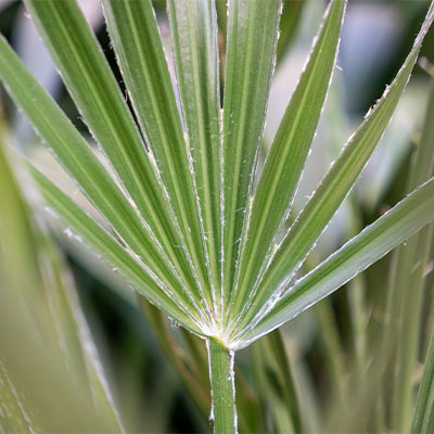 Chamaerops Humilis kaufen