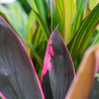 Cordyline Keulenlilie kaufen