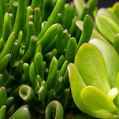 Crassula kaufen