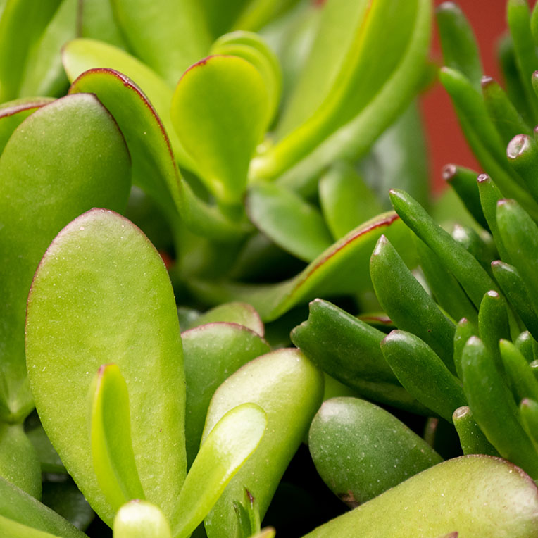 Crassula kaufen