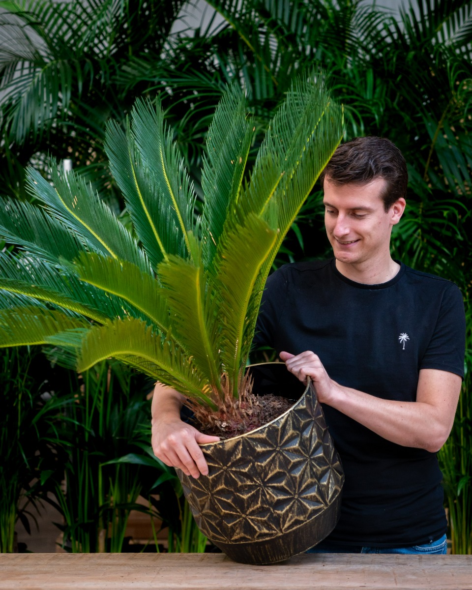 Cycas palme kaufen